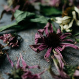 Green echinacea is a main ingredient in our eye contour cream Regenerative Botanical Eye Lift.
