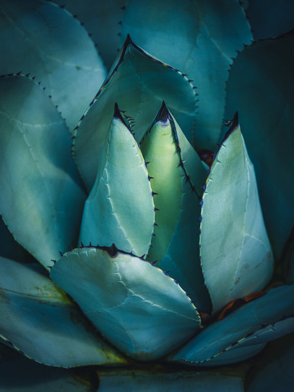 The Wonders of Agave and Agave Stem Cells in Wellness and Skincare
