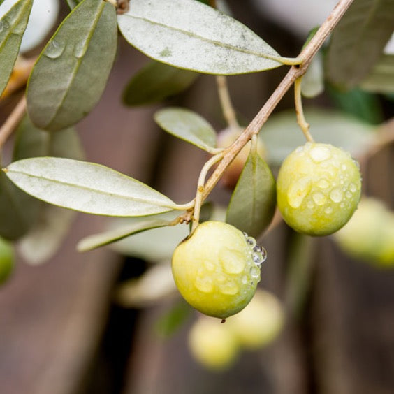 Olives hanging from the tree. Squalane is an ingredient in our hydrating serum Active Renewal Face Treatment.