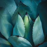 Organic agave plant, a main ingredient in Agave Stem Cell Lightweight Moisturizer which is a lightweight moisturizer.