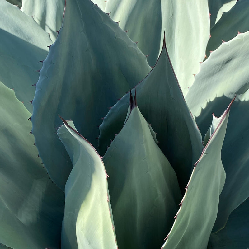 Organic agave plant, a main ingredient in Agave Ferment + Fruit Extract Face Cleanser which is a gentle face cleanser.